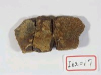 藏品(龜殼緣甲板化石)的圖片